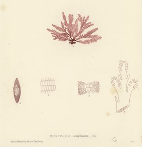 Algues Marines Britanniques (impression naturelle) - English School